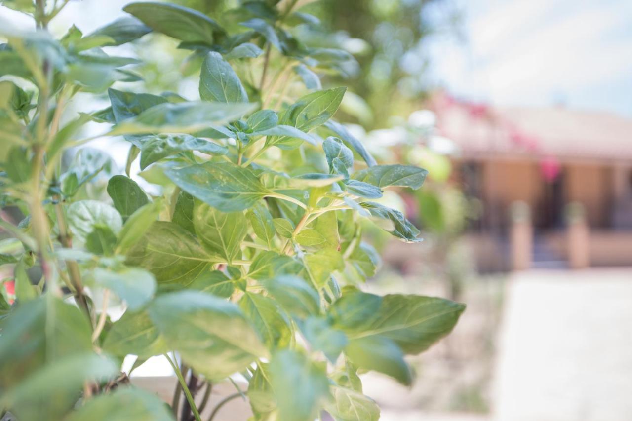 הוילה Evropouloi Olive Tree House מראה חיצוני תמונה